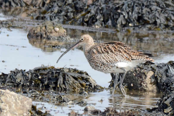 curlew
